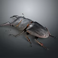 Black Stag Beetle With Prominent Horn And Shiny Exoskeleton On Gray Background