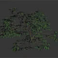 Green Tree With Multiple Branches And Lush Green Leaves On White Background 3d model