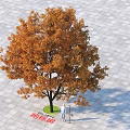 Tree With Orange Leaves And People Standing Under Gray Square Pavement Tiles