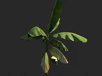 Lush Arbor With Broad Green Leaves And Straight Trunk In Natural Environment 3d model