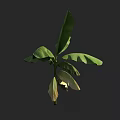 Lush Arbor With Broad Green Leaves And Straight Trunk In Natural Environment
