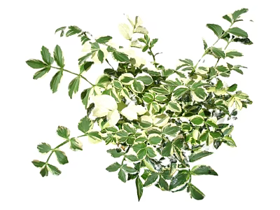 Lush Green and White Variegated Foliage Plant with Vibrant Leaves for Indoor Decor 3d model