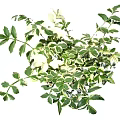 Lush Green and White Variegated Foliage Plant with Vibrant Leaves for Indoor Decor