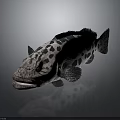 Spotted Fish With Black And White Spots Realistic Appearance On Dark Background