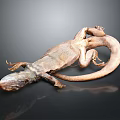 Detailed Brown Lizard Specimen On Black Background With Reflection