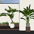 Bonsai Plants With Large Green Leaves In White Pots On Wooden Stands In Bright Space