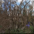 Purple Flowers And Withered Grass In Natural Environment With Blue Sky White Clouds