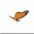 Flying Butterfly With Orange Wings Black Edges And White Spots On Brown Background