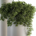 Lush Green Bonsai Potted Plants With Dense Foliage In Silver Cylindrical Planters