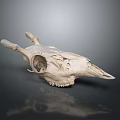 Detailed Animal Skull Organ Showing Bone Structure And Anatomical Features On Dark Background