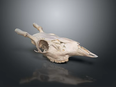 Detailed Animal Skull Organ Showing Bone Structure And Anatomical Features On Dark Background 3d model