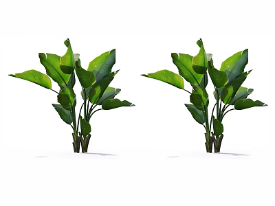 Green Banana Leaf Plants With Lush Tropical Foliage And Large Vibrant Leaves 3d model