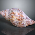Conch Shell With Spiral Shape Brown Stripes And Dotted Textured Surface