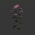 Pink Chrysanthemum Plant With Multiple Pink Flowers Green Leaves And Stems