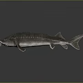 Realistic 3D Rendered Sturgeon Model With Detailed Scales And Long Snout