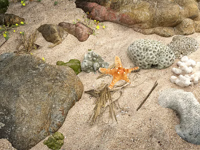 Natural Stones And Wooden Elements On Sandy Beach With Starfish Coral Dry Grass And Twigs 3d model