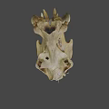 Detailed Animal Skull With Sharp Teeth And Bone Texture On Black Background