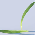 Fresh Green Seedling With Two Long Leaves Growing On Light Blue Background