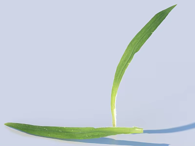 Fresh Green Seedling With Two Long Leaves Growing On Light Blue Background 3d model