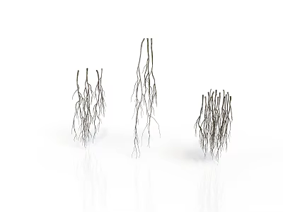 Organ Hair Filament Structures Showing Branched Growths on Isolated White Background 3d model