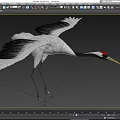 White Crane With Red Crown Spreading Wings And Black Wing Tips Standing Gracefully 3d model