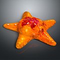 Starfish Red Starfish Bread Starfish Blue Starfish Sun Starfish Purple Starfish Grain Skin Tumor Starfish 3d model