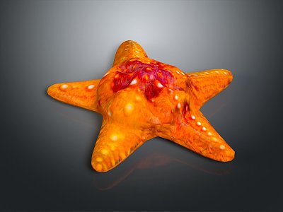 Starfish Red Starfish Bread Starfish Blue Starfish Sun Starfish Purple Starfish Grain Skin Tumor Starfish 3d model