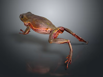 Brown And Green Reptile With Red Legs On Gray Background With Reflection 3d model