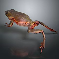 Frog Poison Frog Game Frog Reptile Cold Blooded Animal Reptile 3d model