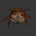 Red And Brown Beetle With Red Legs And Antennae On Gray Background
