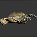Fresh Brown Spotted Crab With Claws And Legs On Black Background