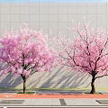 Two Outdoor Pink Flowering Trees With Gray Wall And Red Pavement