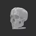 Game And Cinematic Skull Character 3D Rendered With White Design On Black Background 3d model