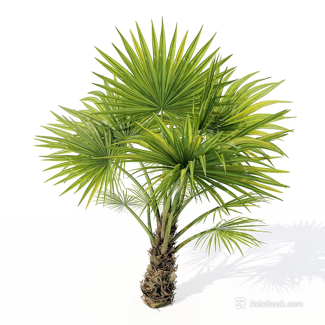 Elegant Lush Palm Tree With Palmate Green Leaves Sturdy Trunk And Natural Look 3d model 