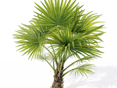 Elegant Lush Palm Tree With Palmate Green Leaves Sturdy Trunk And Natural Look 3d model