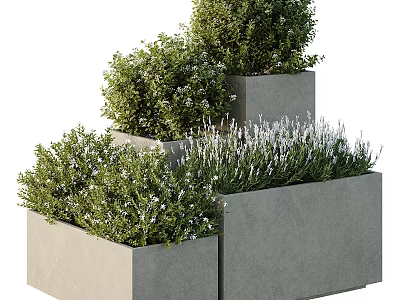 Various Green Plants And Lavender In Gray Concrete Planters Stepped Arrangement 3d model