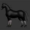 Black Horse With White Face And White Legs Standing On Gray Background