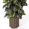 Tall Indoor Garden Decor Plant With Broad Dark Green And Black Leaves In Decorative Pot