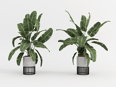 Modern potted canna potted plantain 3d model