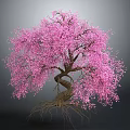 Beautiful Tree With Pink Blossoms Twisted Trunk And Exposed Roots On Gray Background