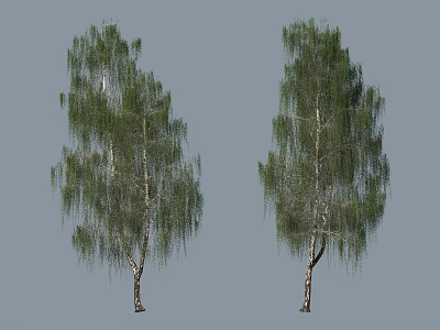 Two Tall Weeping Trees With White Trunks Green Drooping Branches And Lush Foliage 3d model