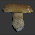 Fresh Edible Mushroom With Smooth Orange Brown Cap And Firm White Stem
