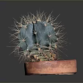 Green Spherical Cactus With Sharp Thorns In Red Terracotta Pot On Dark Background