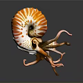Nautilus With Orange And White Spiral Shell And Curled Tentacles On Dark Background