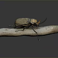 Brown And Black Beetle Perched On Weathered Wooden Stick Against Dark Background