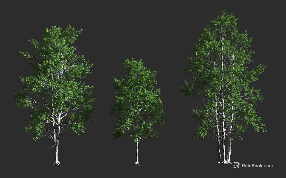 Three Arbor Trees With White Trunks And Green Leaves In Different Sizes 3d model 