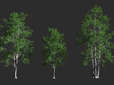Three Arbor Trees With White Trunks And Green Leaves In Different Sizes 3d model