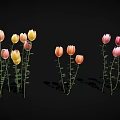 Colorful Tulips With Pink Yellow Orange Petals Green Stems And Leaves On Black Background