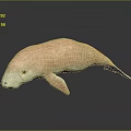 Detailed Pink Manatee Model Showcased On Smooth Surface With Soft Reflection Effect 3d model