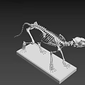 Anatomical Cat Skeleton Model Display On White Base Stand